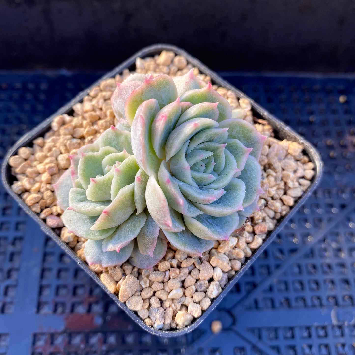 Echeveria onslow monstrose S