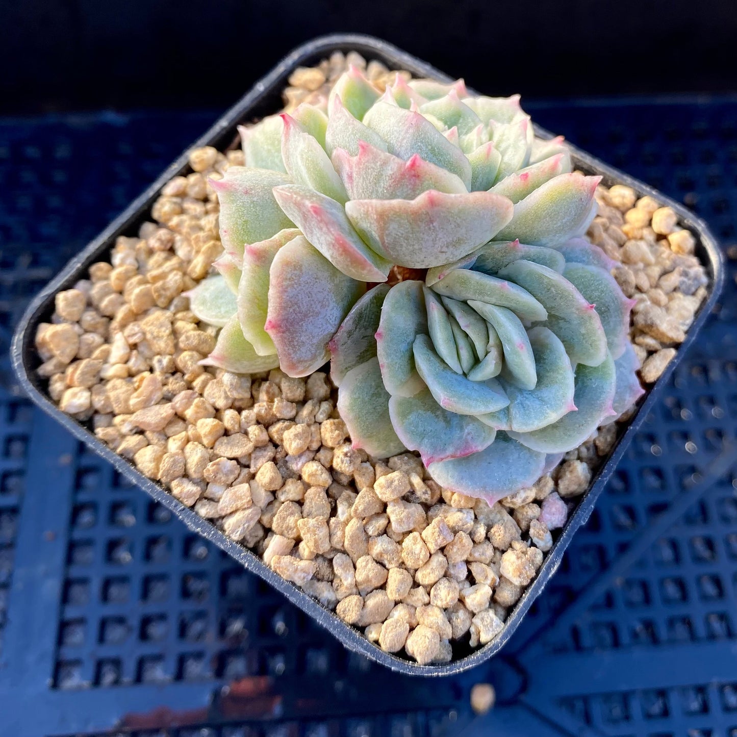 Echeveria onslow monstrose S