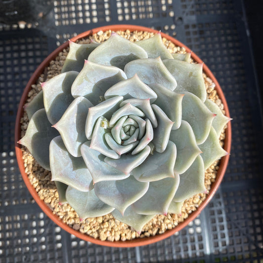 Echeveria paloma