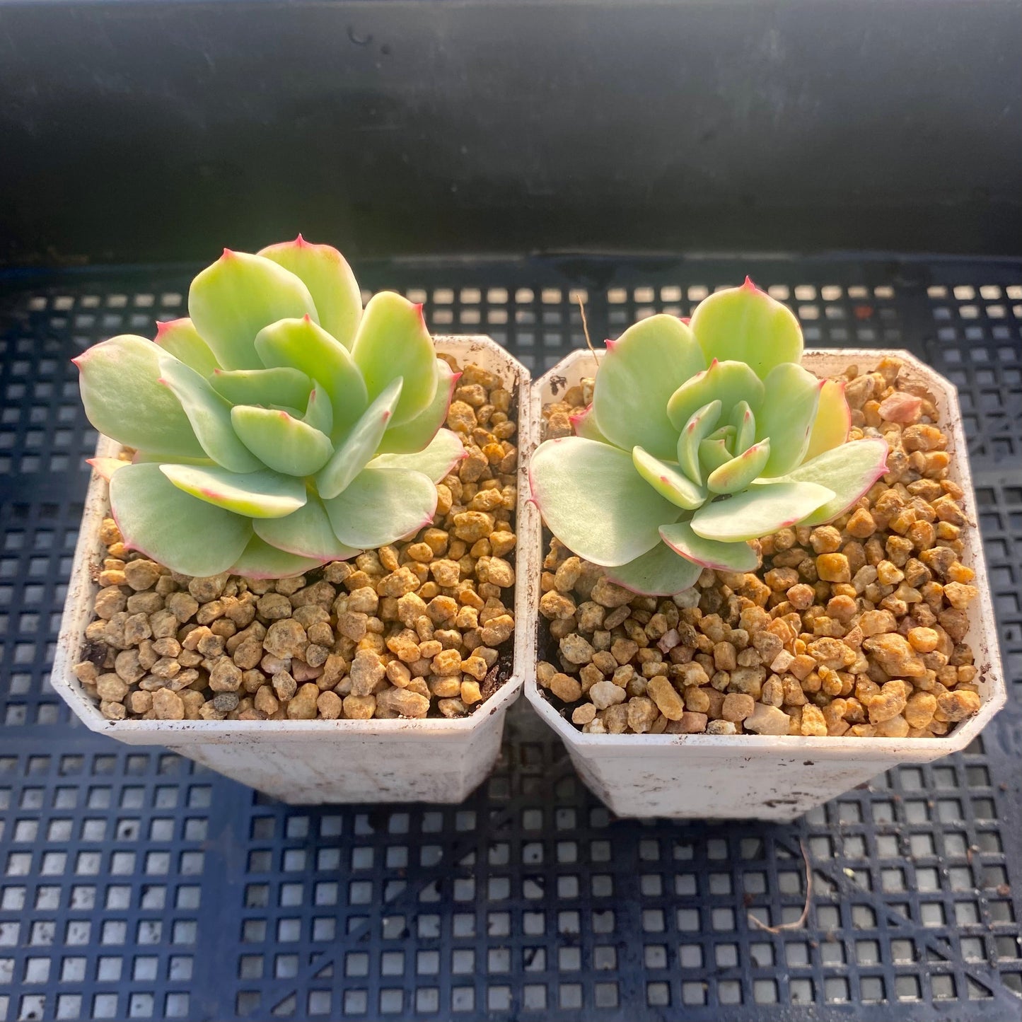 Echeveria peach pride variegata