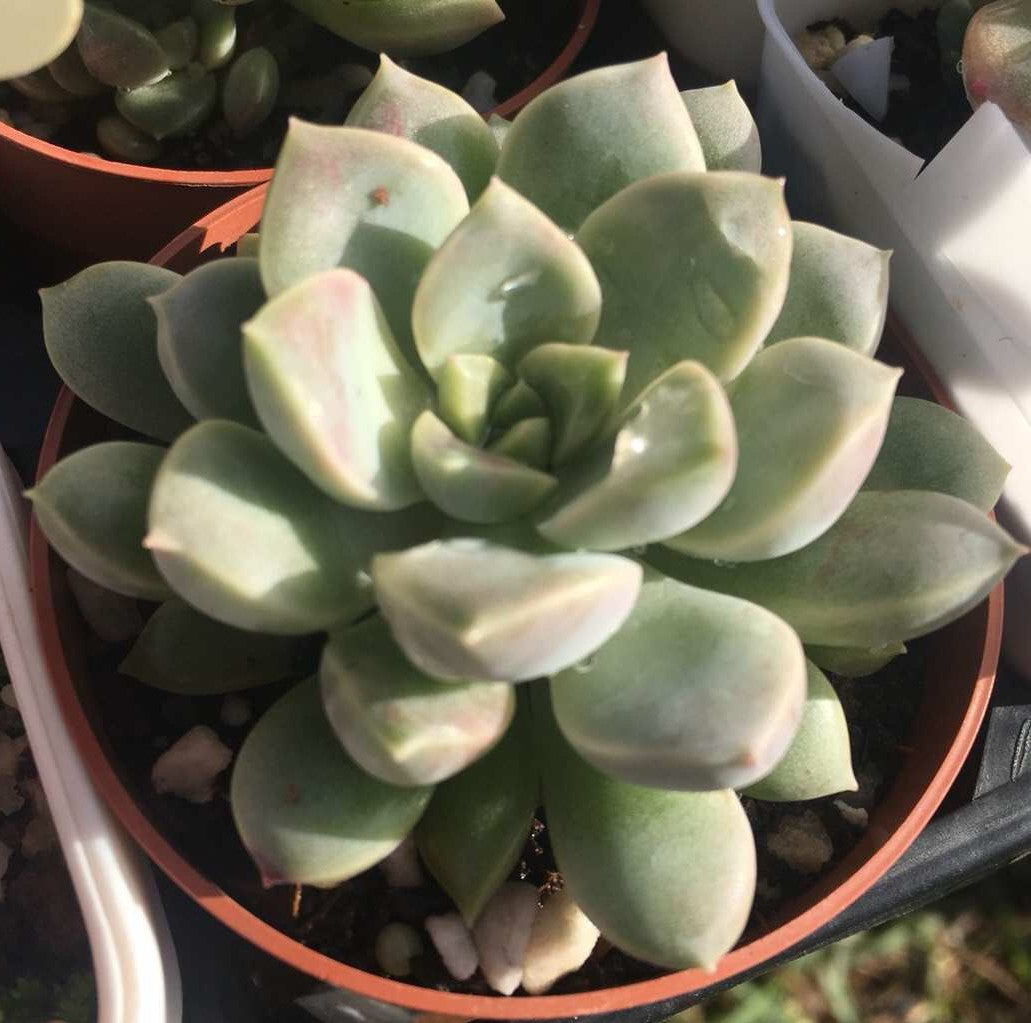 Echeveria pebbles
