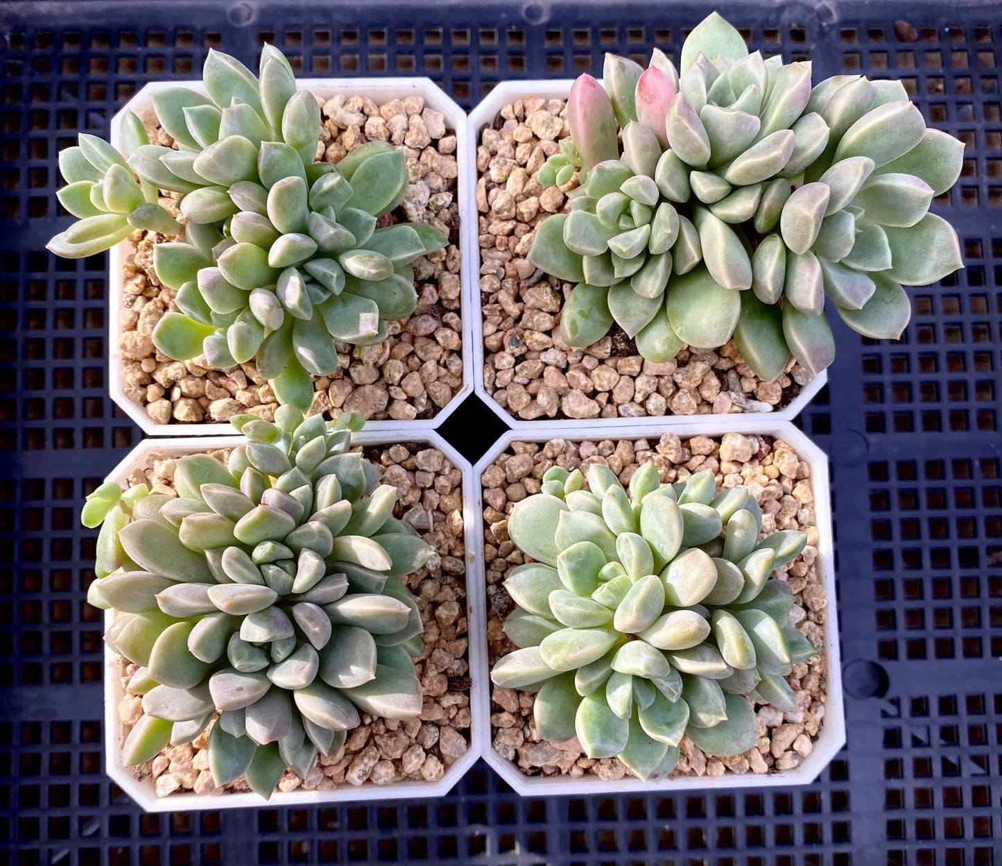 Echeveria pebbles