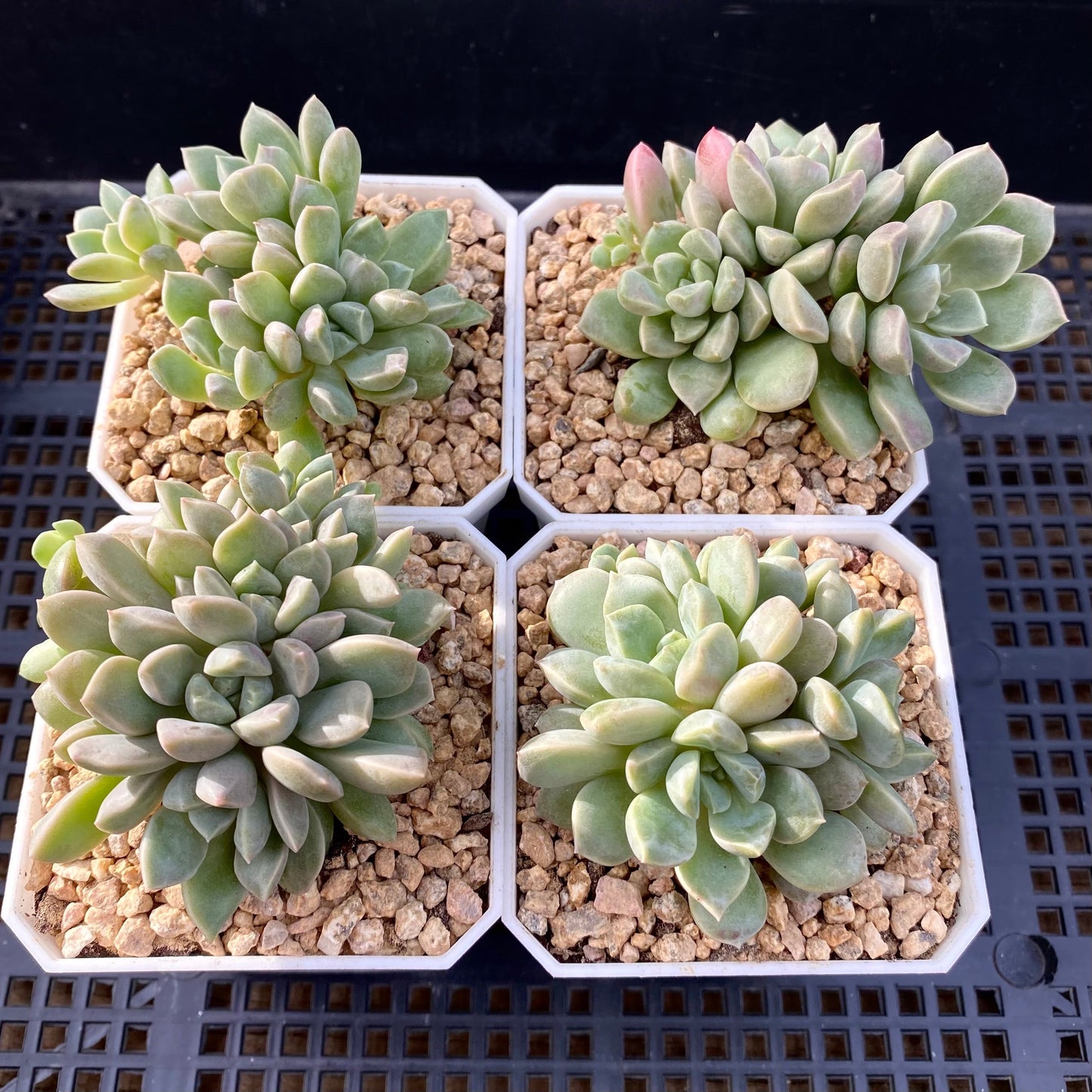 Echeveria pebbles