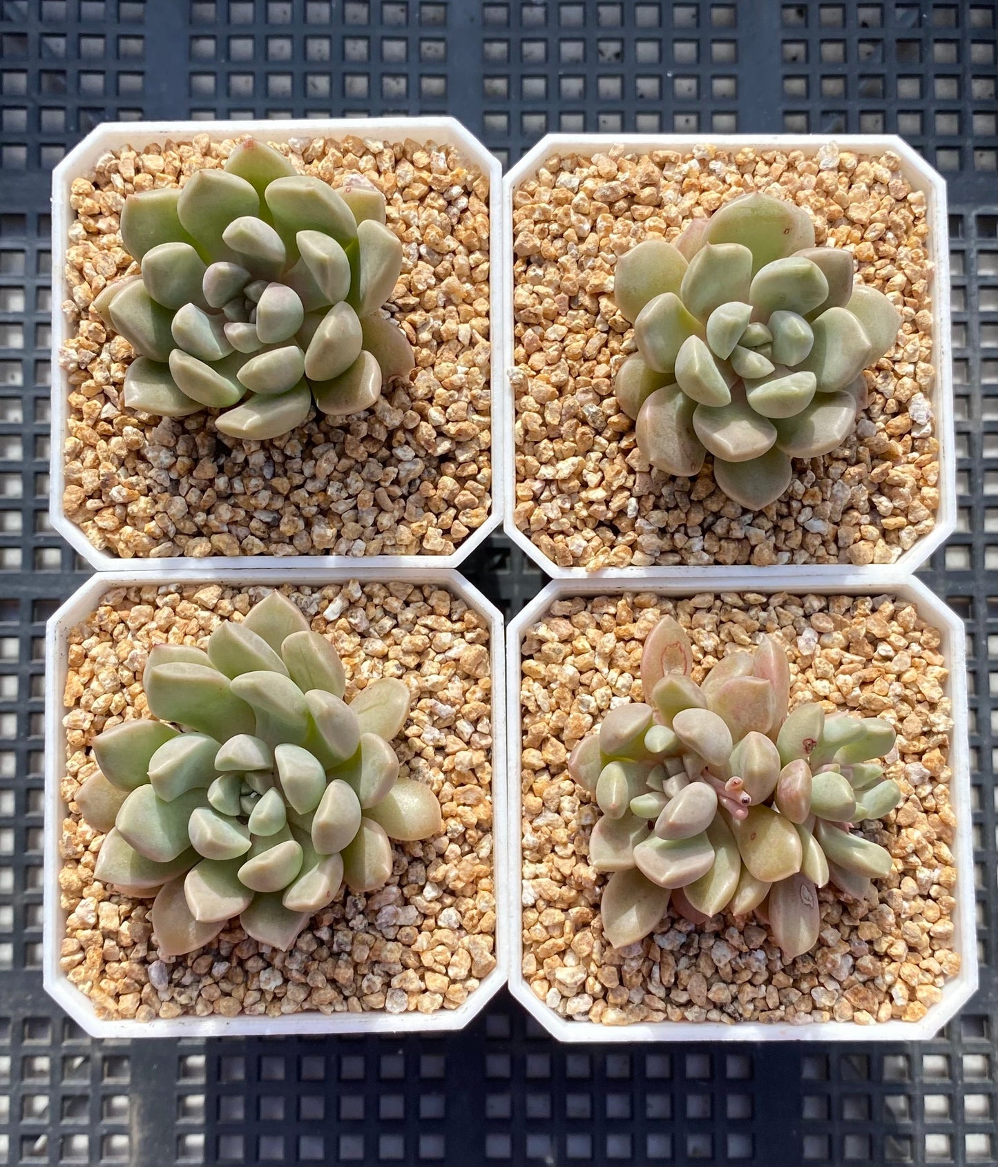 Echeveria pebbles