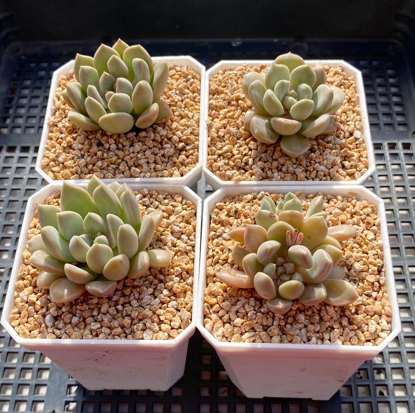 Echeveria pebbles