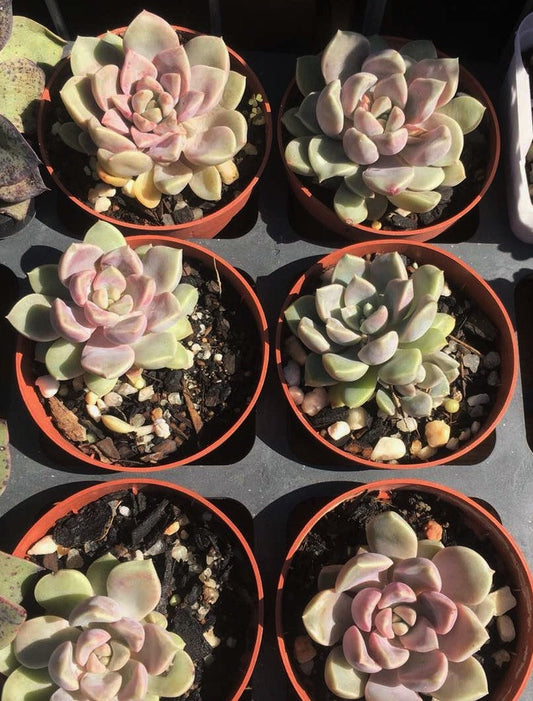 Echeveria pebbles