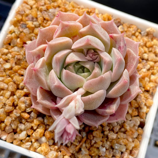 Echeveria pink beauty