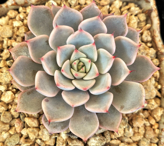Echeveria Mexensis pink zaragozae