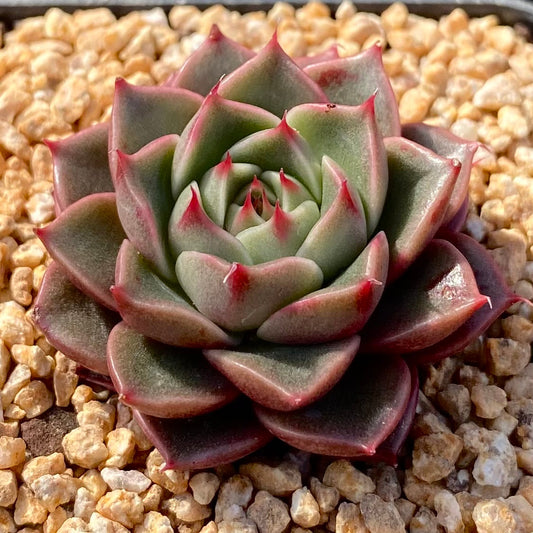 Echeveria pop star
