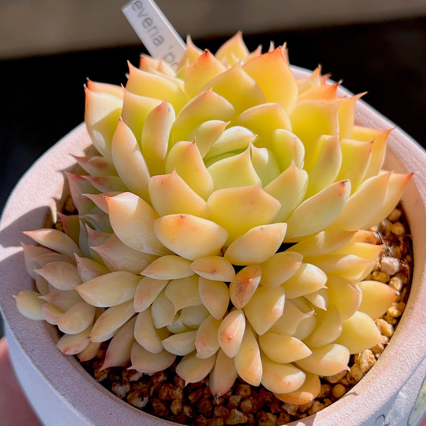 Echeveria 'pots full'