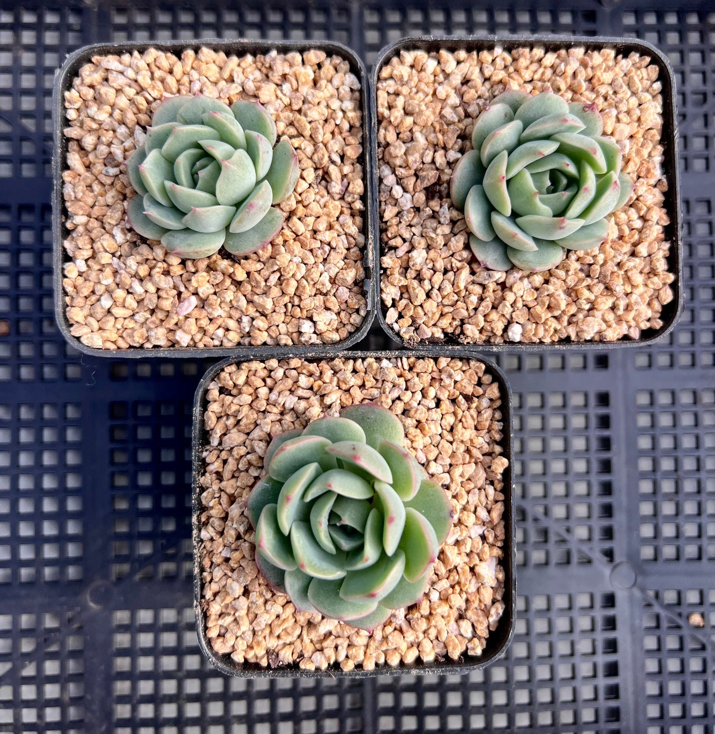 Echeveria 'pots full'