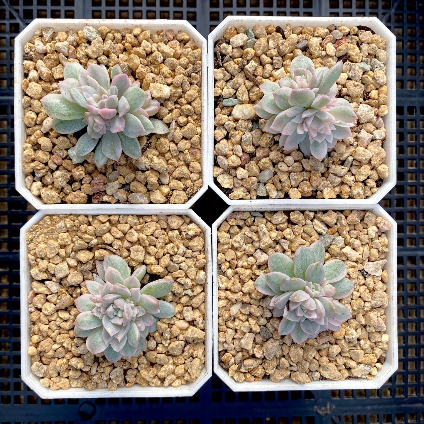 Echeveria prolifica variegated 'little rose' S