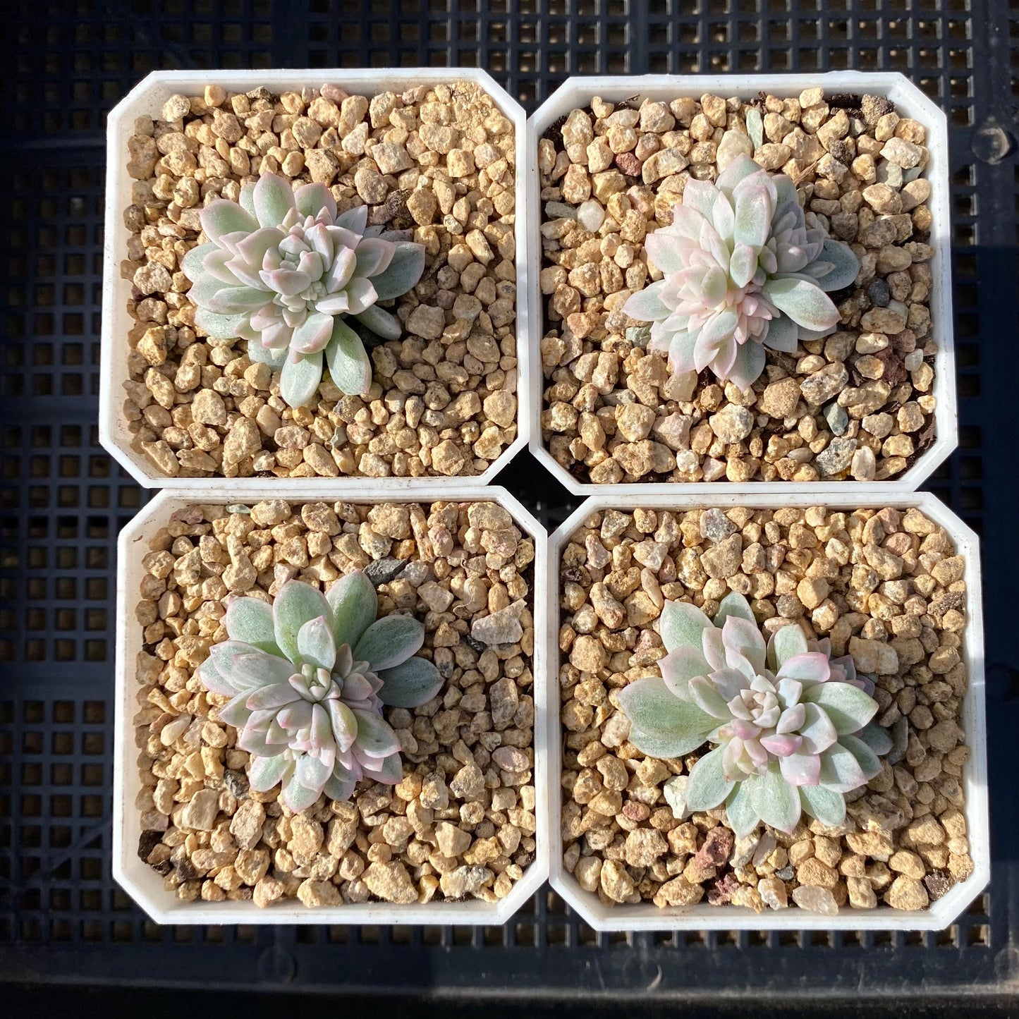 Echeveria prolifica variegated 'little rose' S