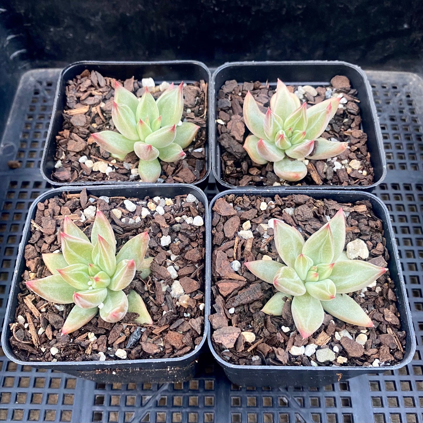 Echeveria Psyche S