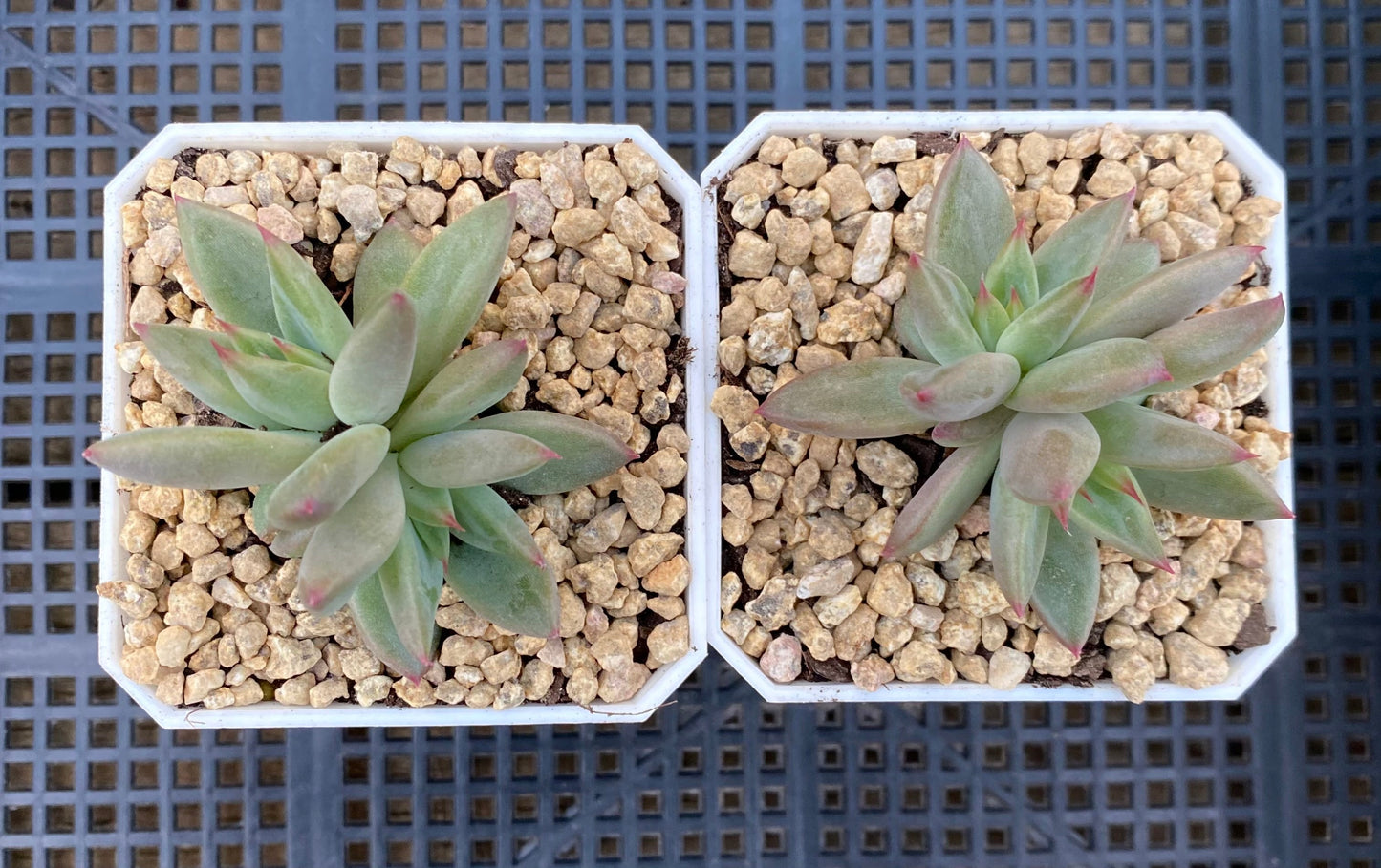 Echeveria Psyche S