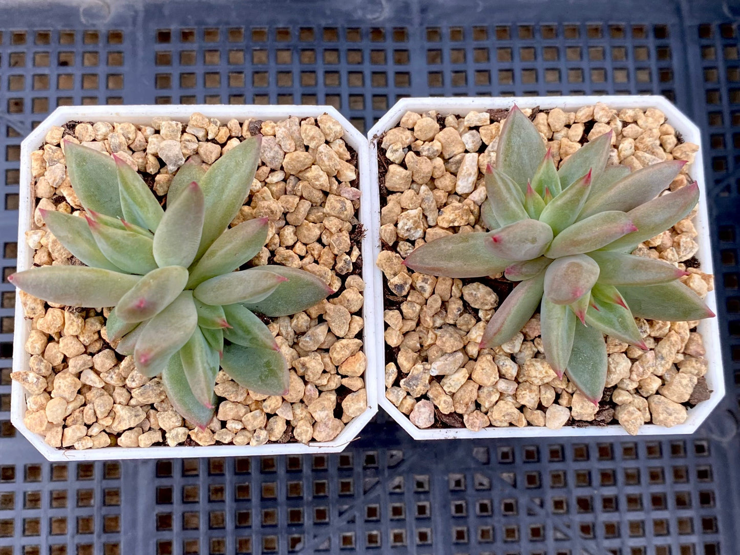 Echeveria Psyche S