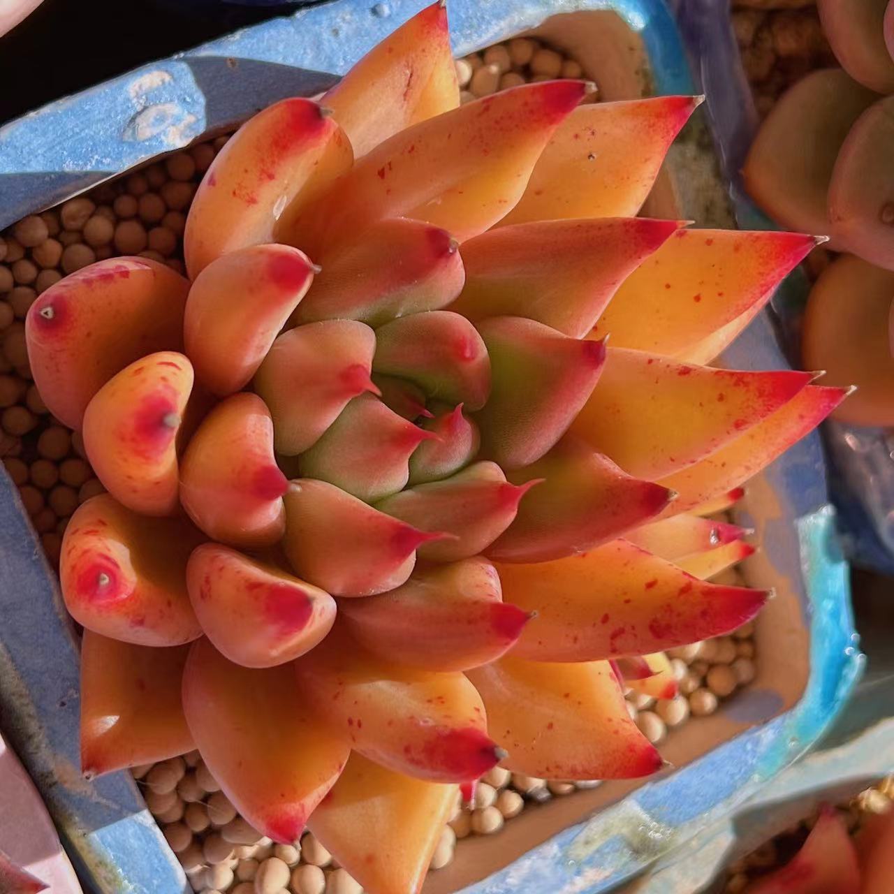 Echeveria Psyche S