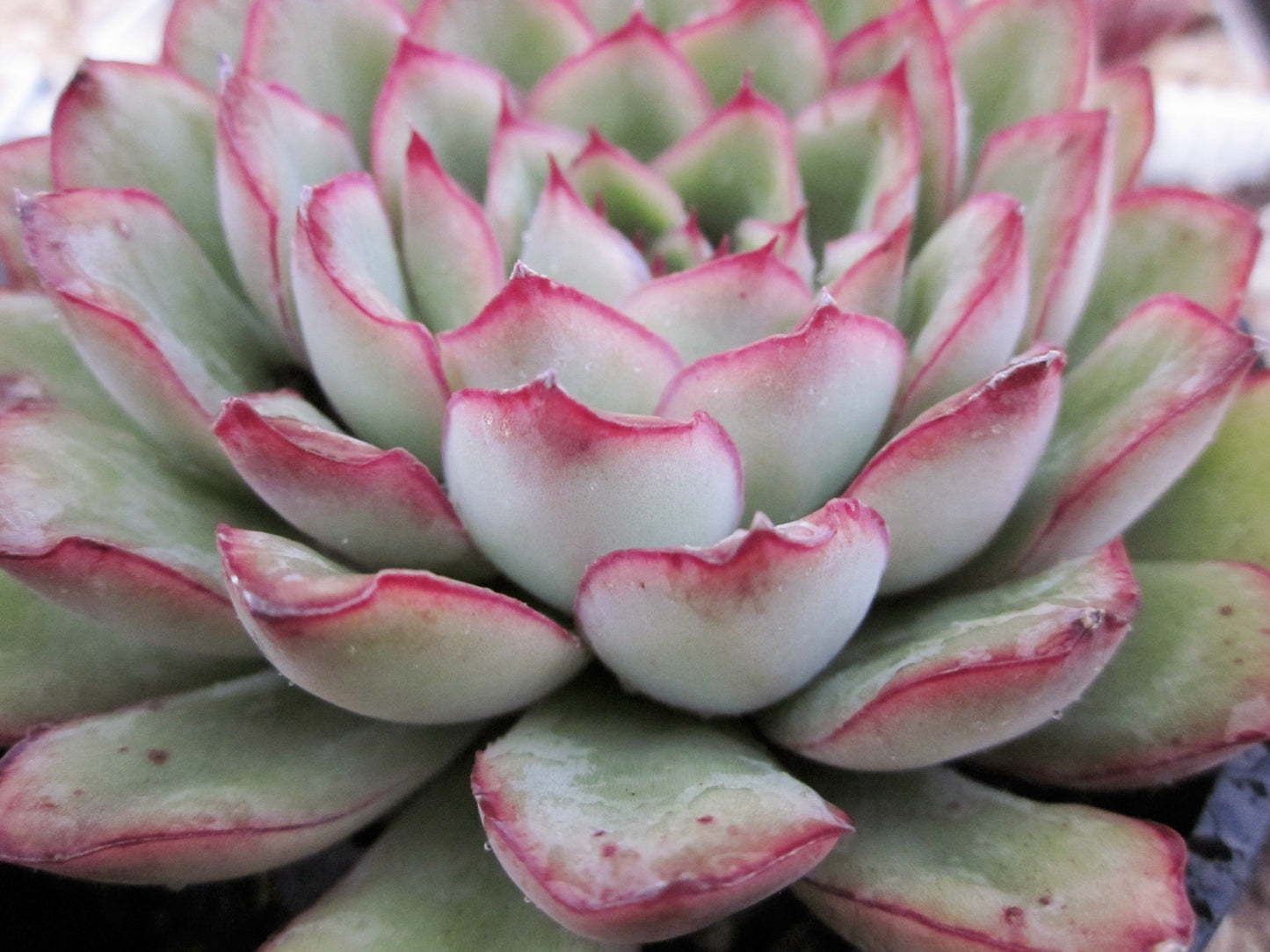 Echeveria pulidonis