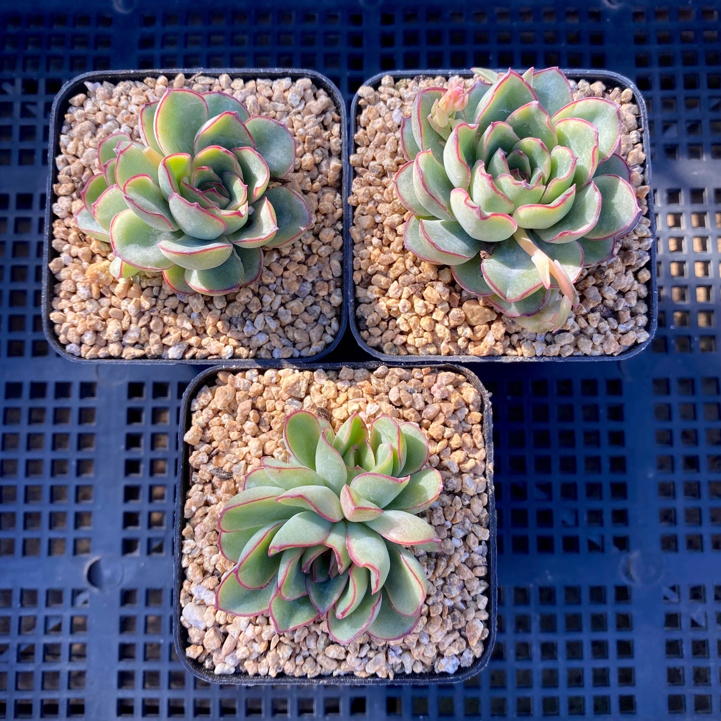 Echeveria pulidonis