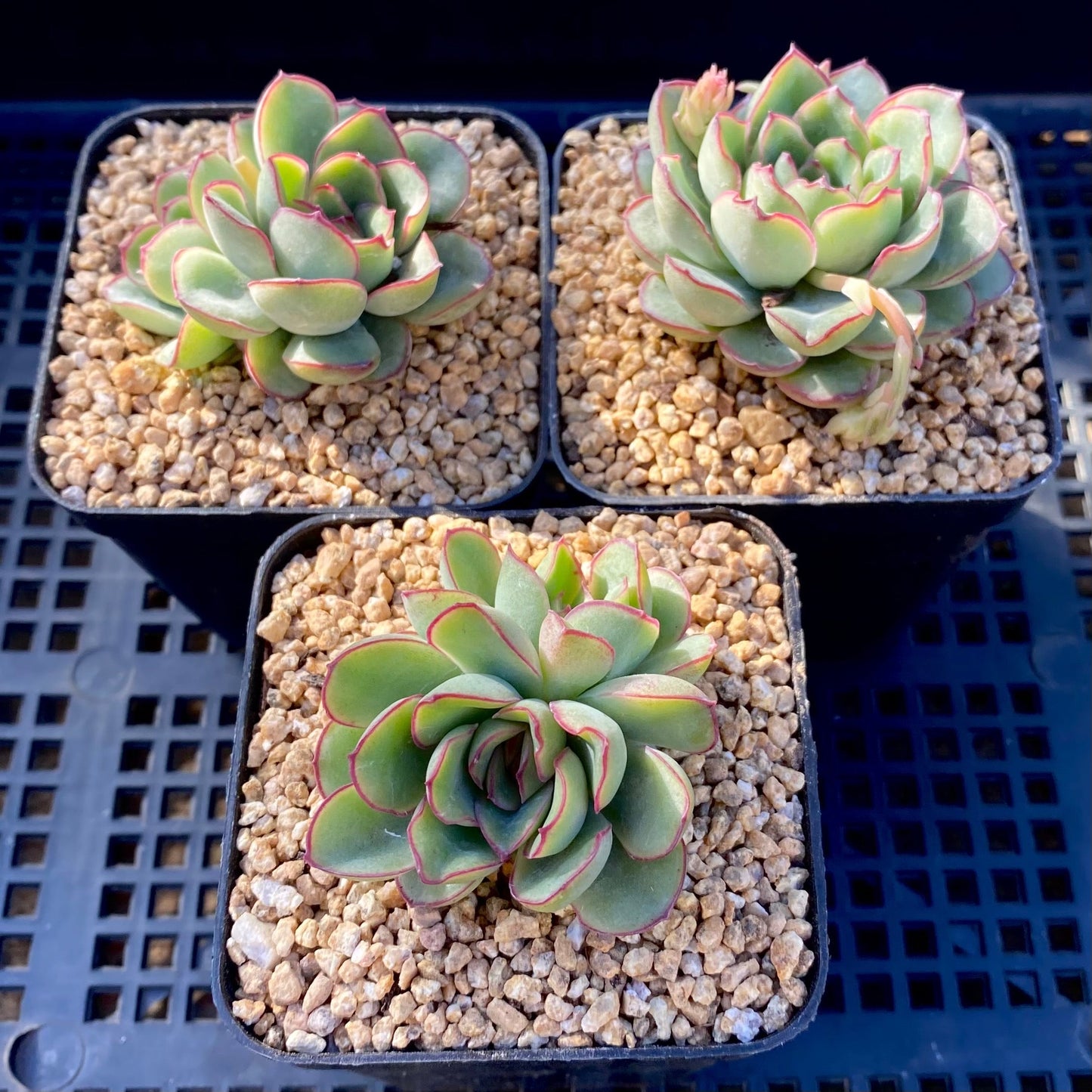 Echeveria pulidonis