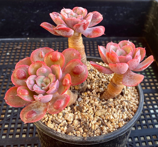 Echeveria 'raindrops'