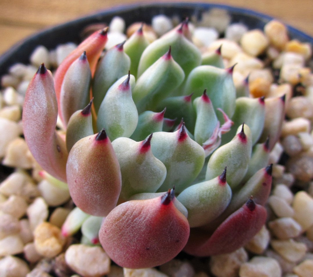 Echeveria red absinthe