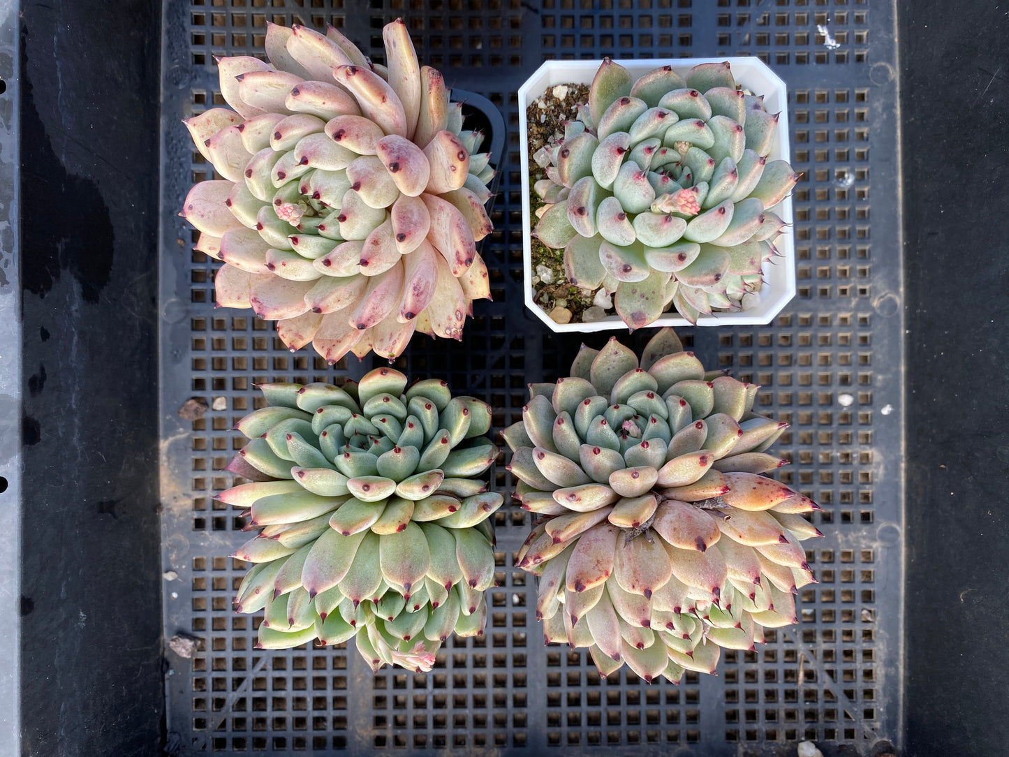 Echeveria red absinthe