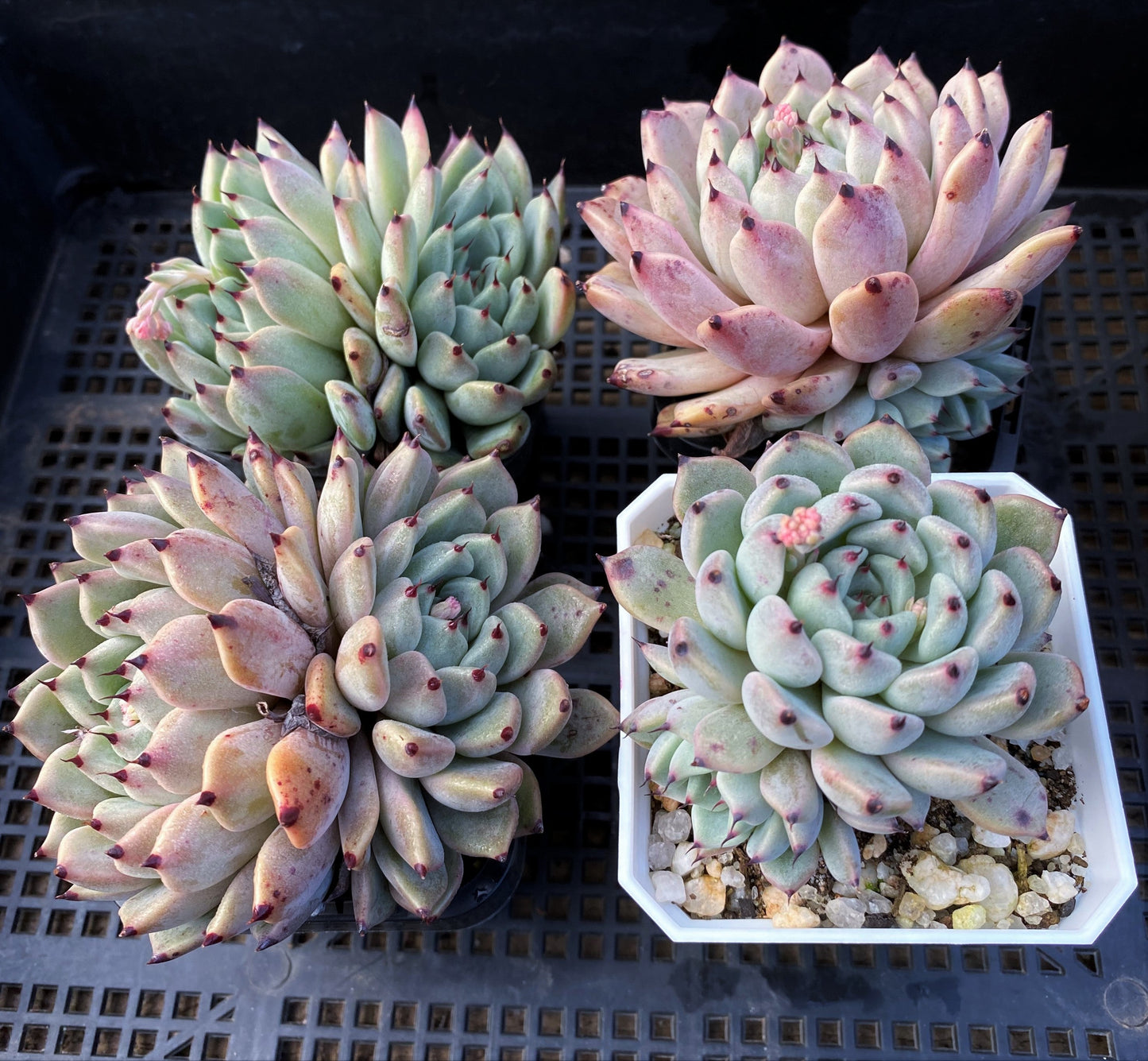 Echeveria red absinthe
