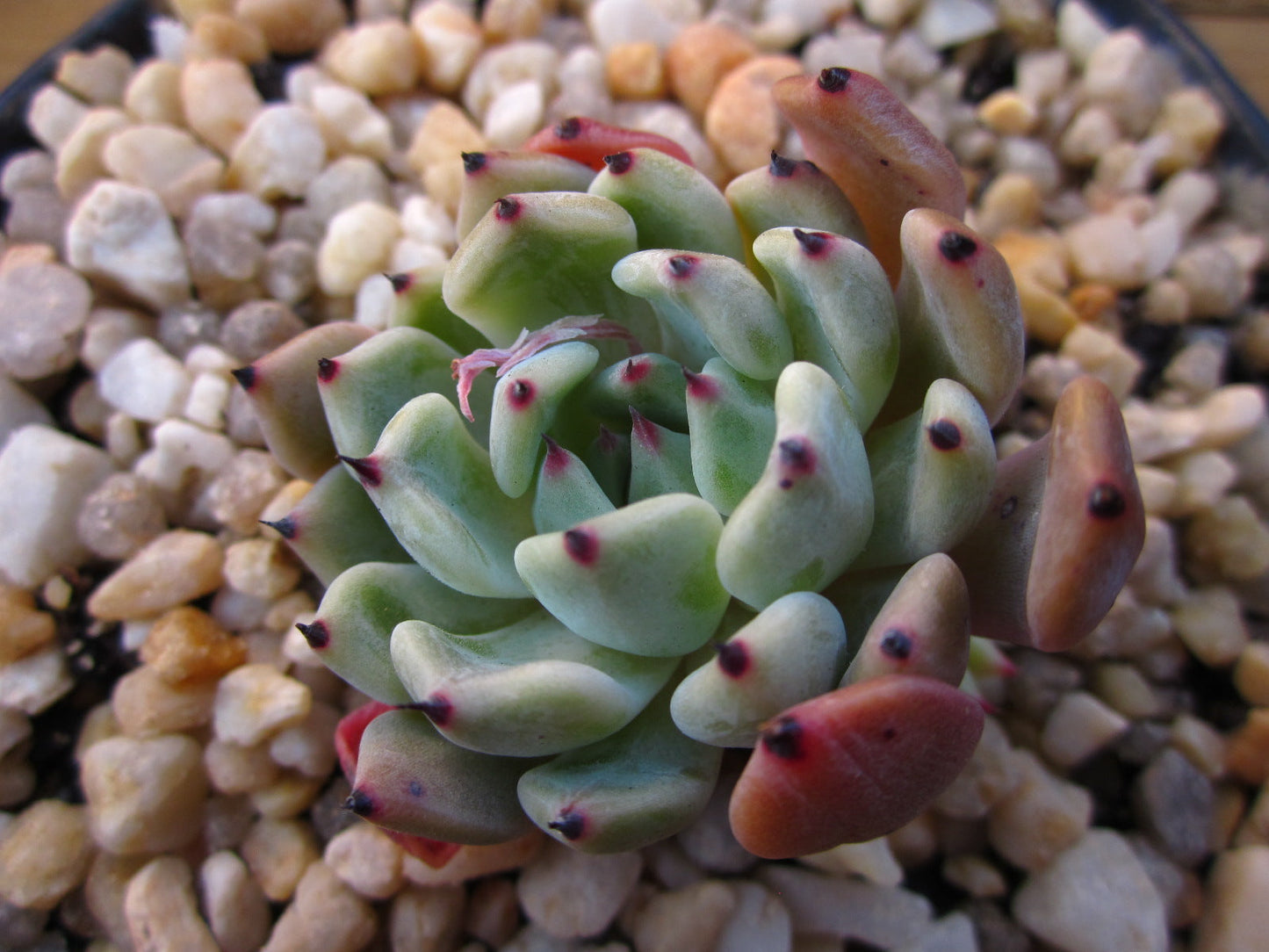 Echeveria red absinthe