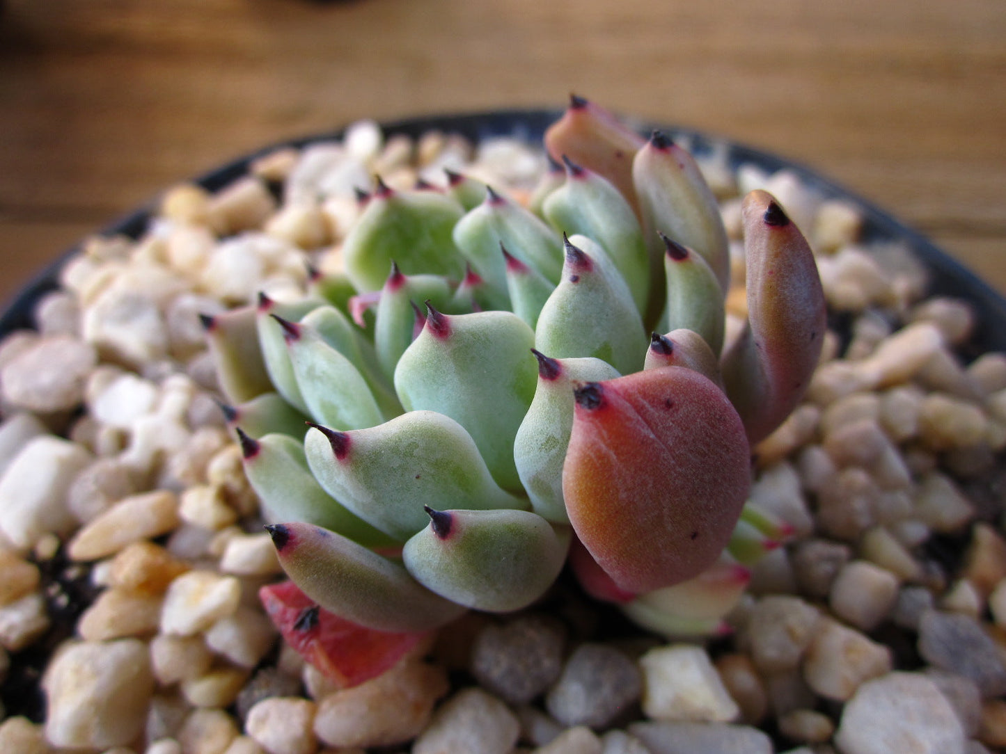 Echeveria red absinthe