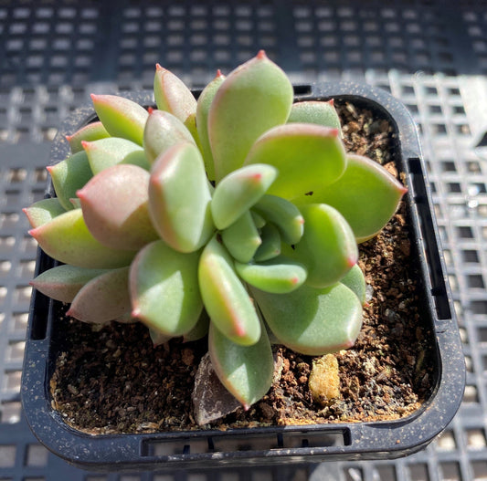 Echeveria red apple