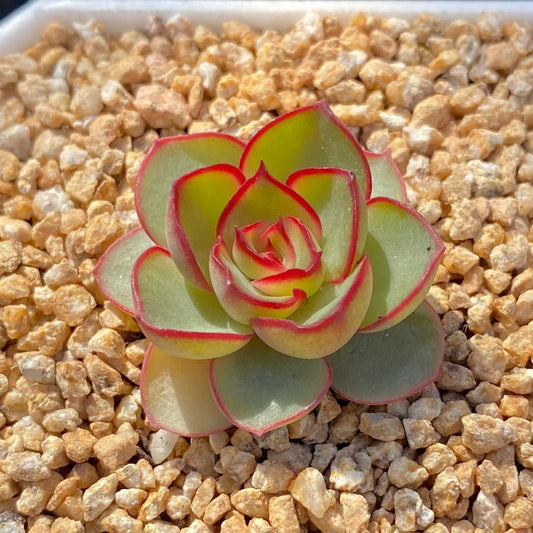 Echeveria red line rose XS