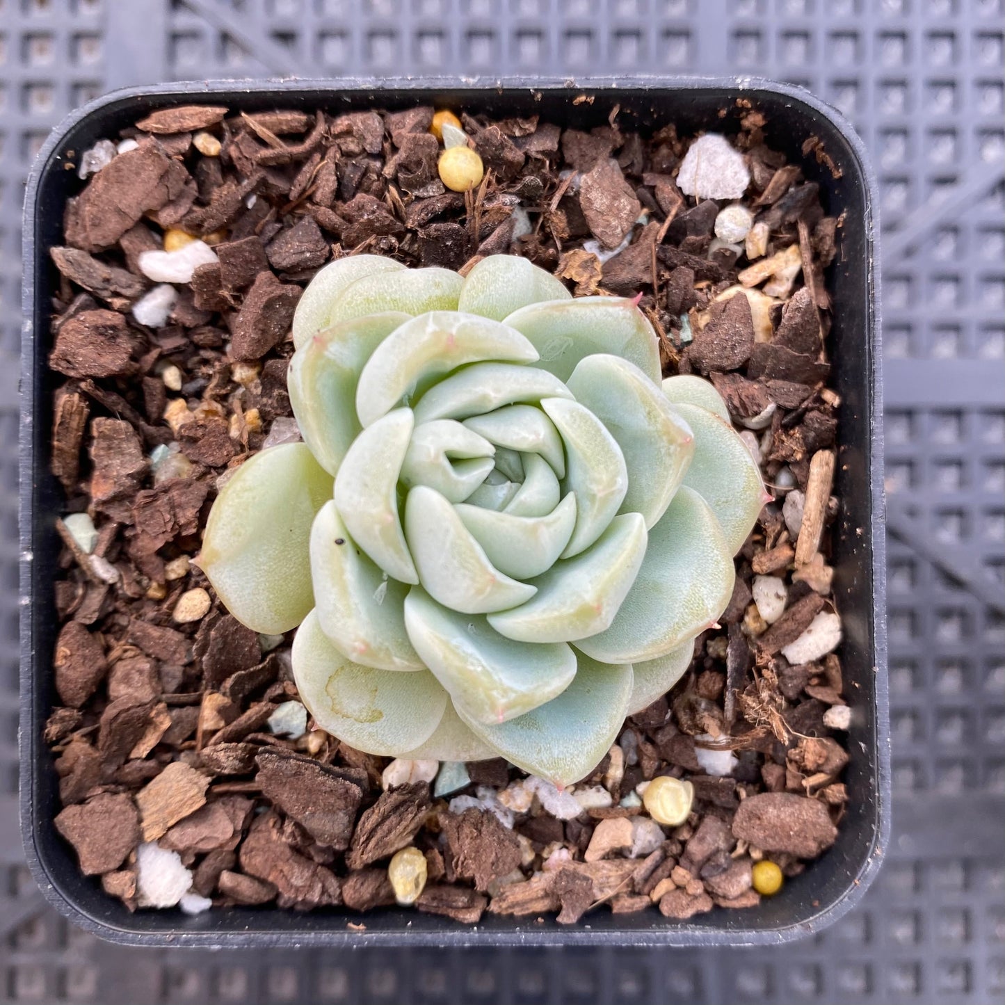 Echeveria red velvet