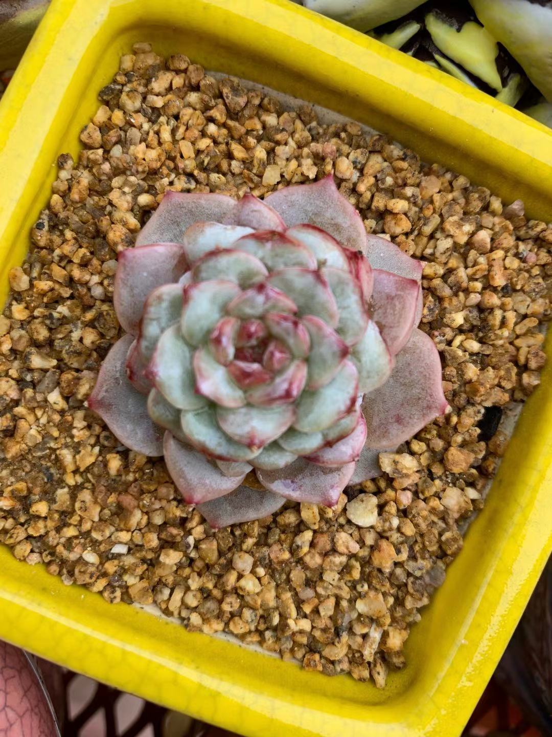 Echeveria red velvet