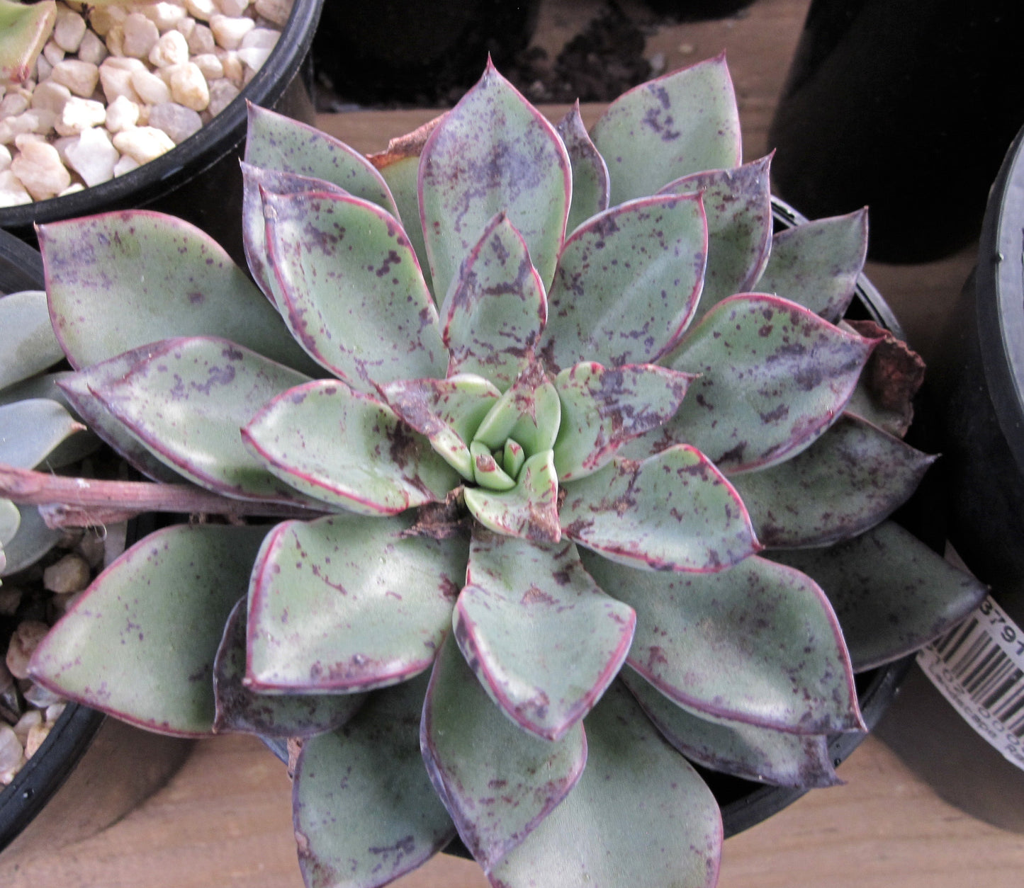 Echeveria Riga