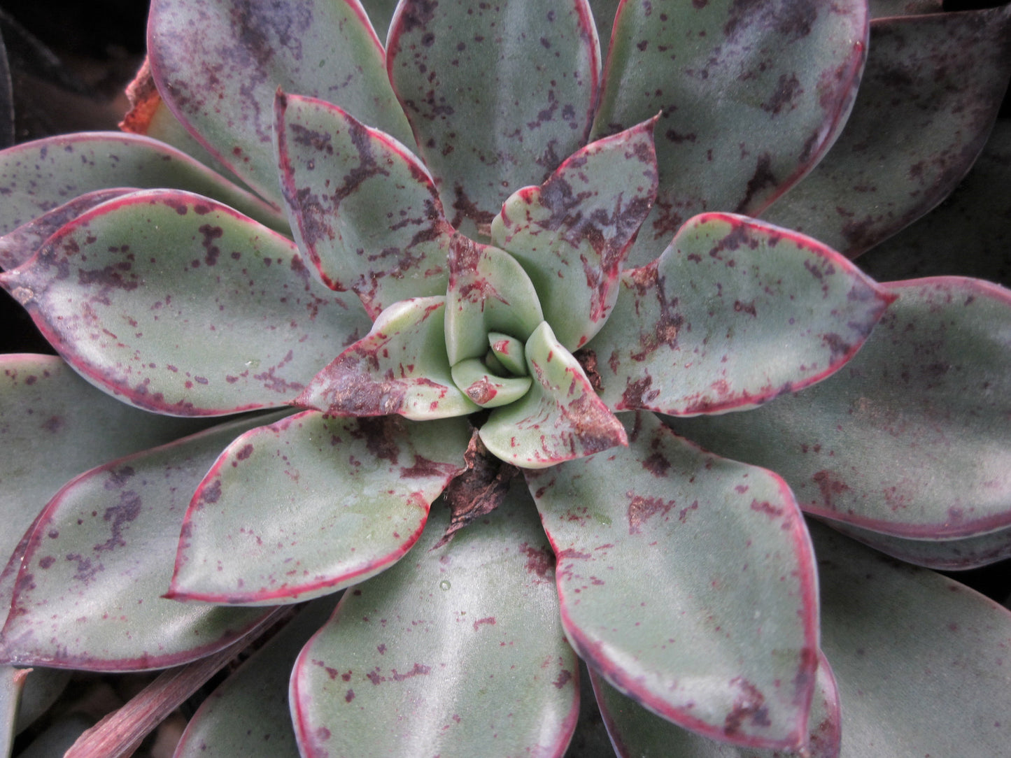 Echeveria Riga