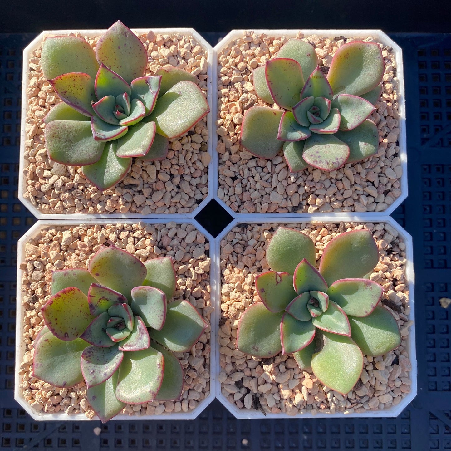 Echeveria Riga