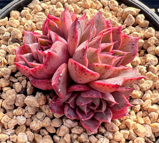 Echeveria ruby rose