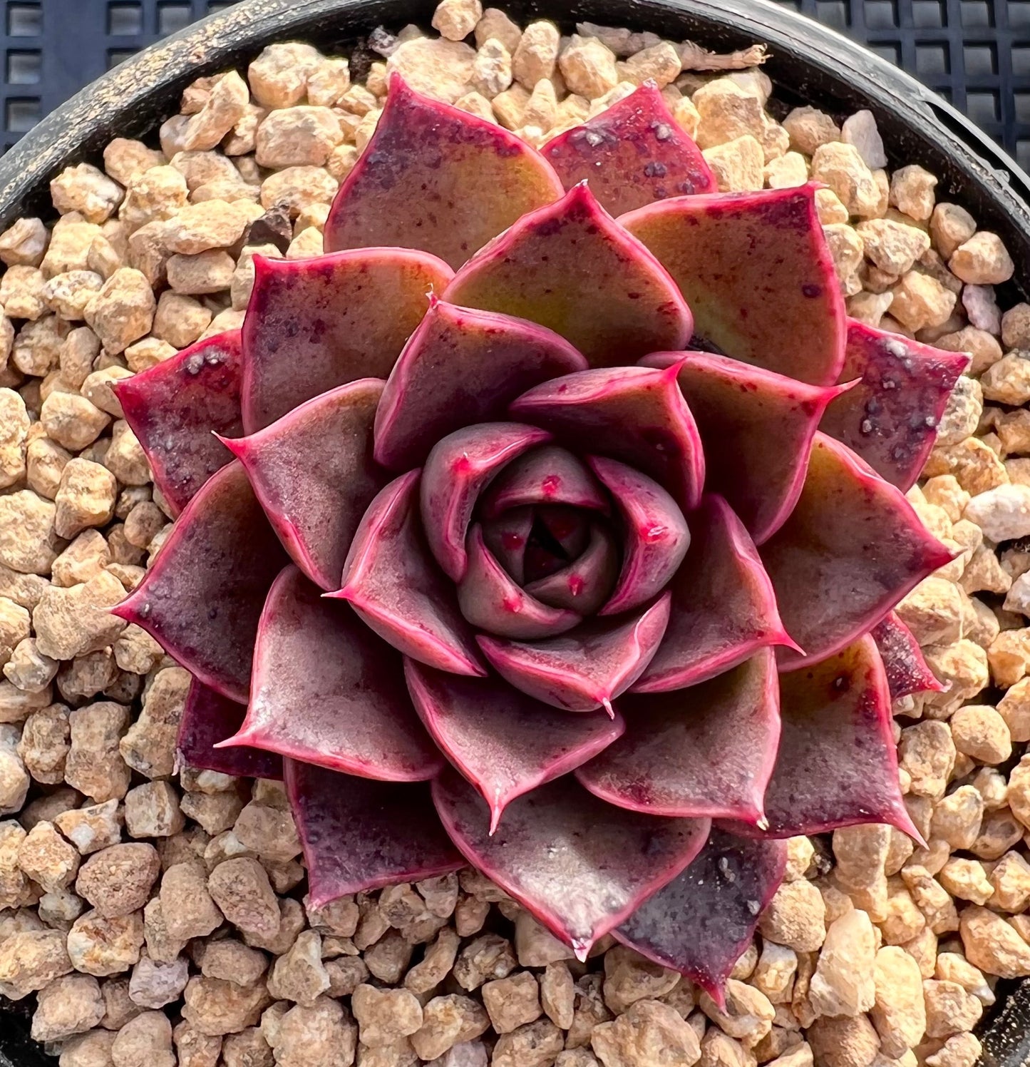 Echeveria ruby rose