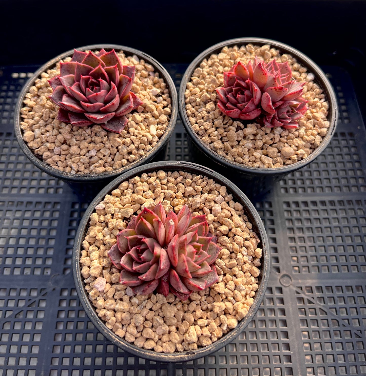 Echeveria ruby rose
