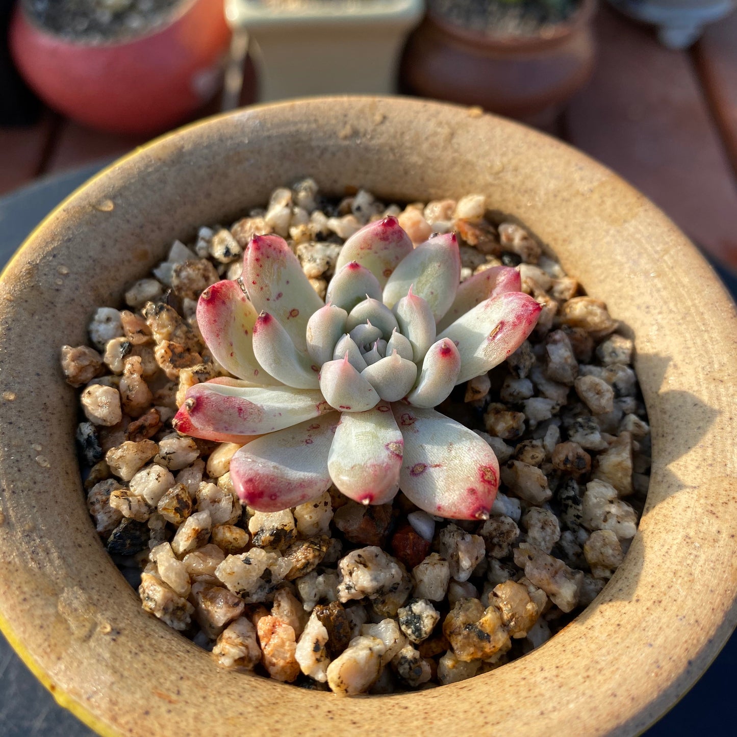 Echeveria rumengling SMALL