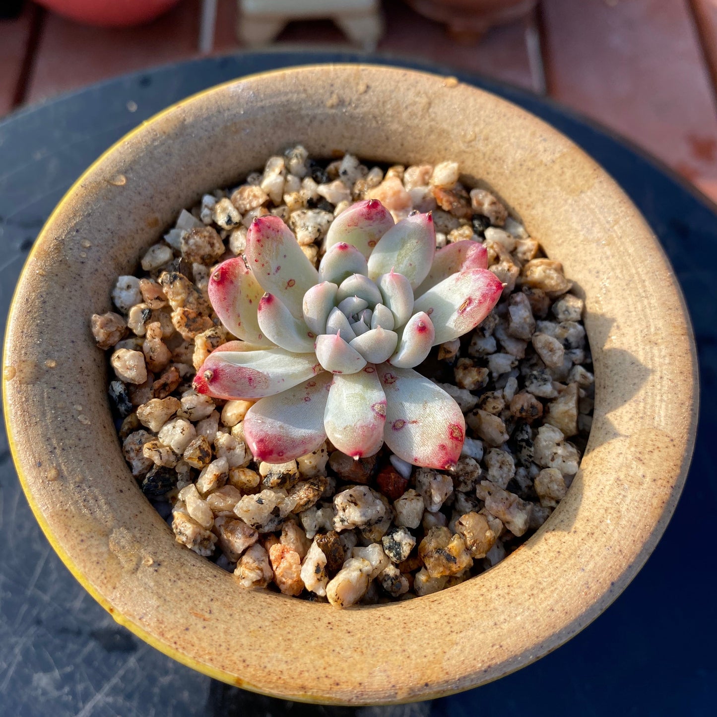 Echeveria rumengling SMALL