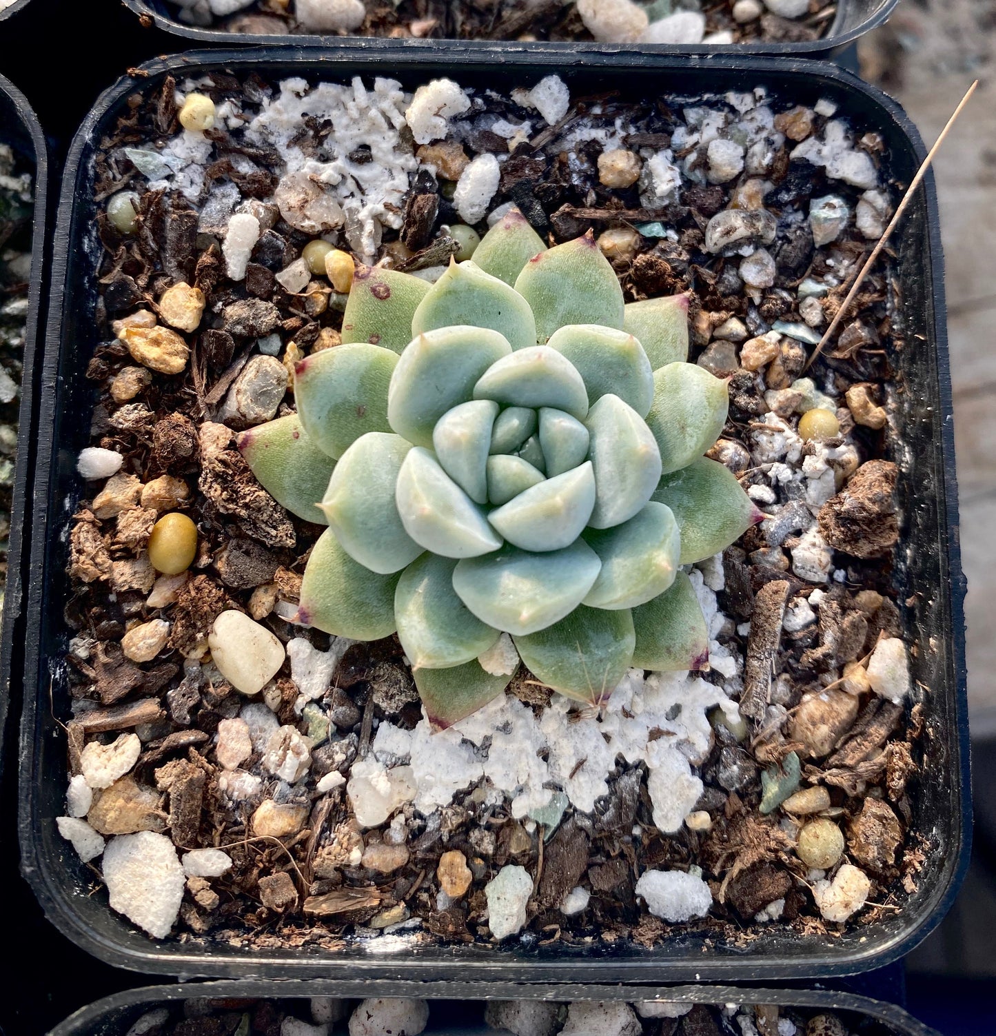Echeveria rumengling SMALL