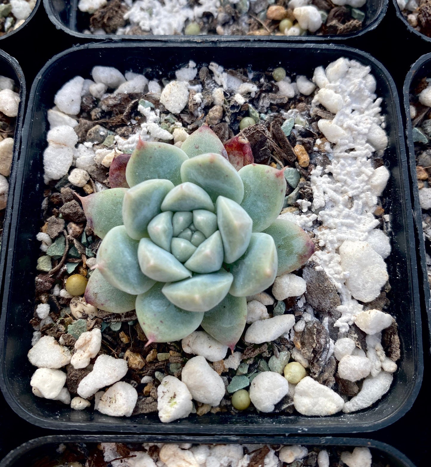 Echeveria rumengling SMALL
