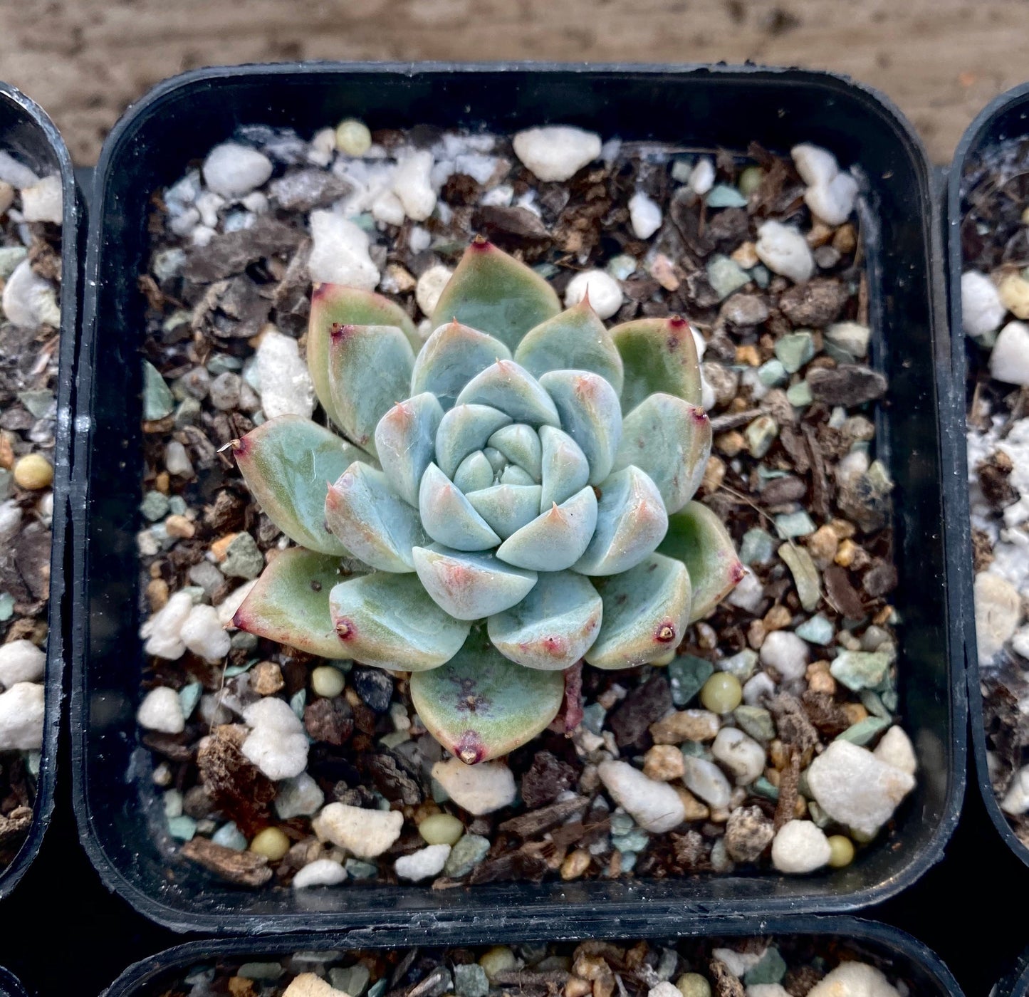 Echeveria rumengling SMALL