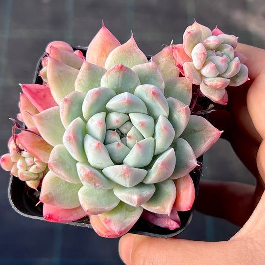Echeveria rumengling SMALL