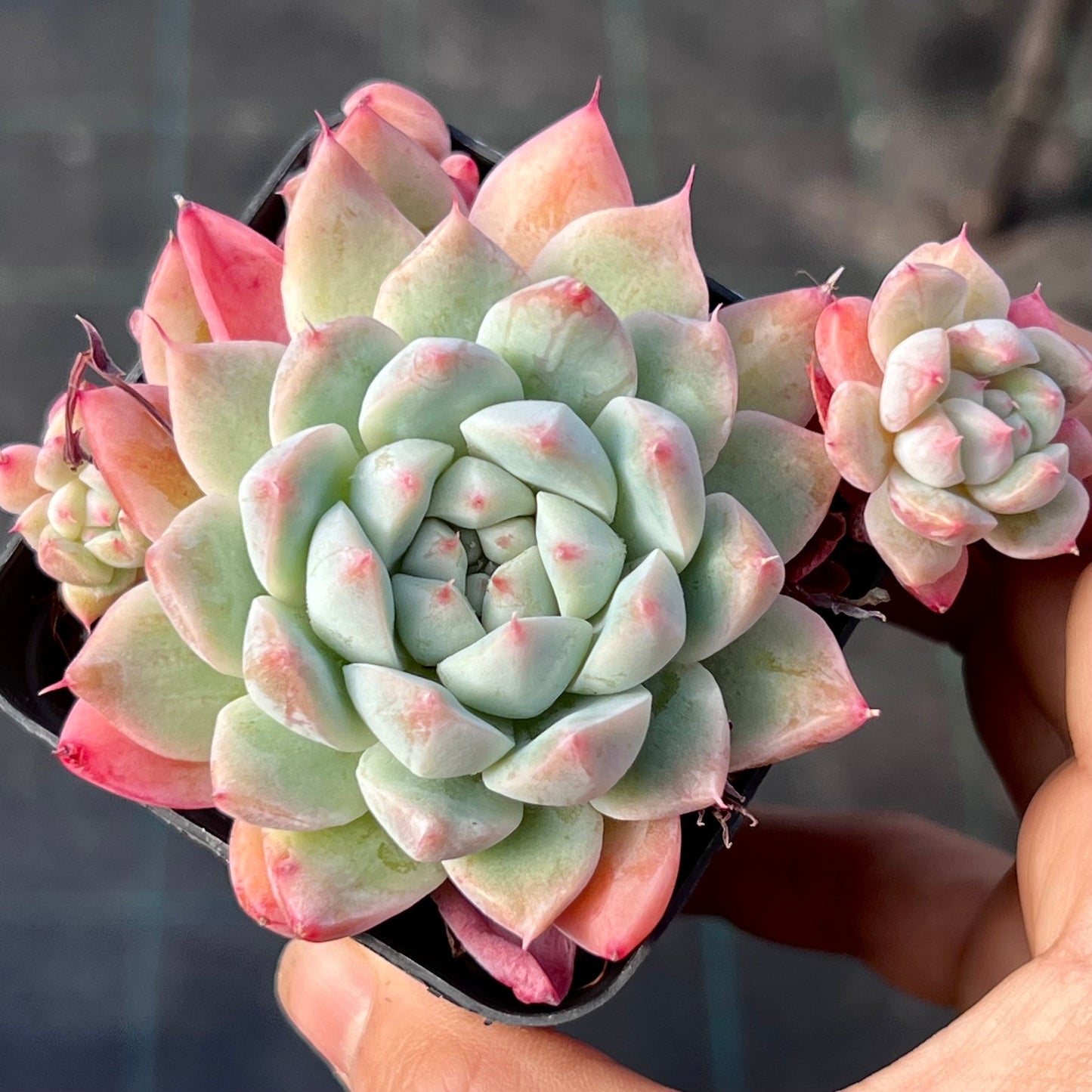 Echeveria rumengling SMALL