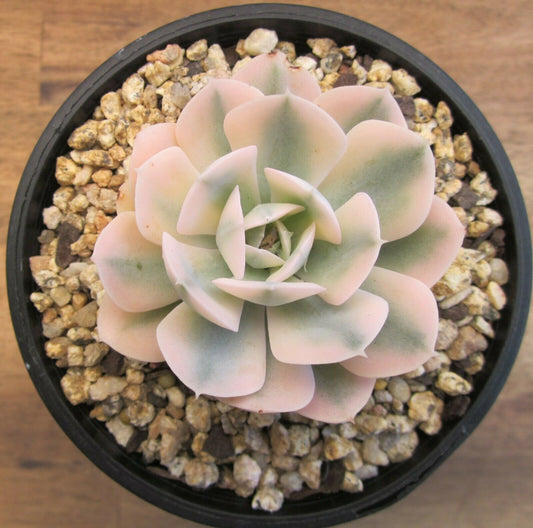 Echeveria ruyonii variegated