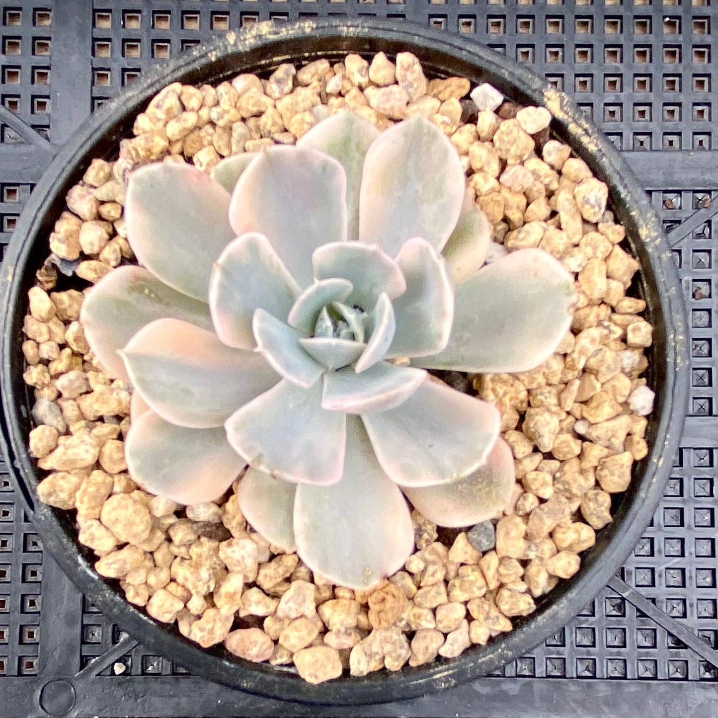 Echeveria ruyonii variegated