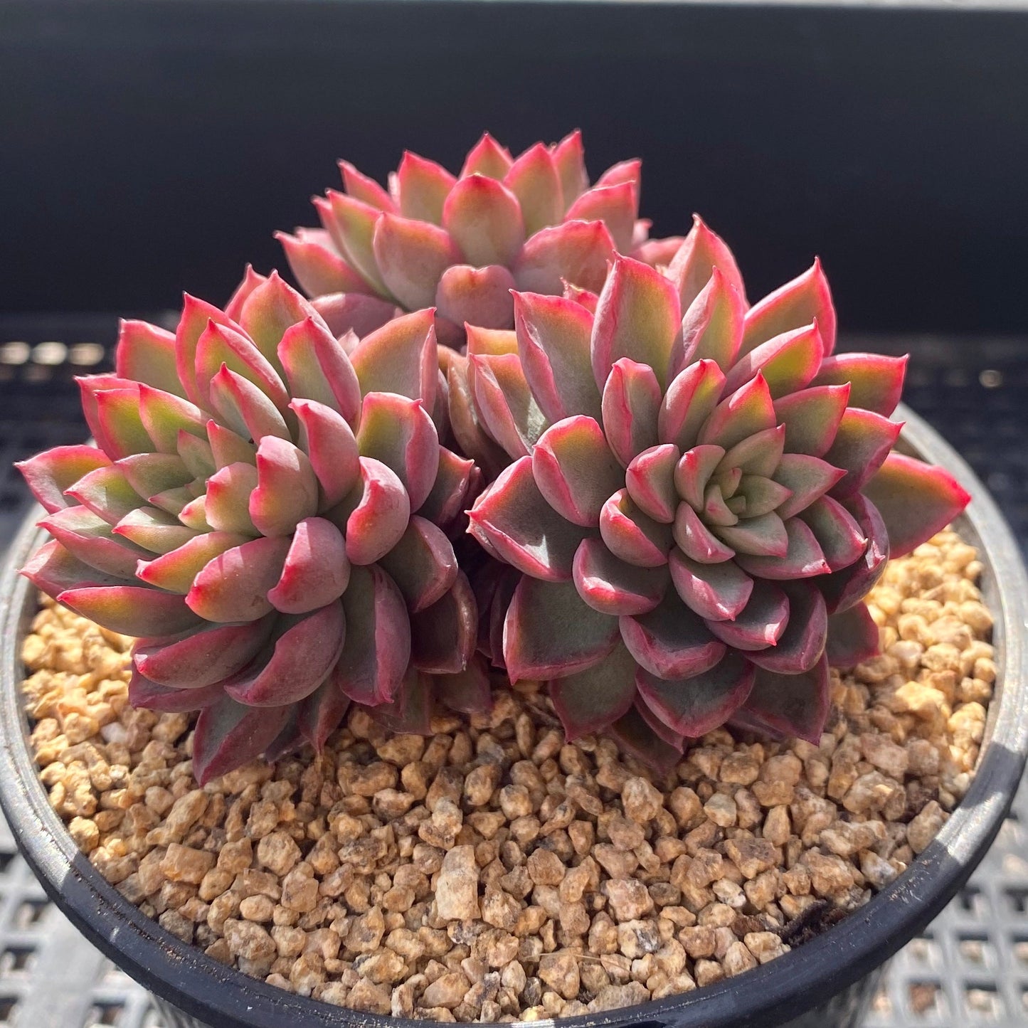 Echeveria sagita small form